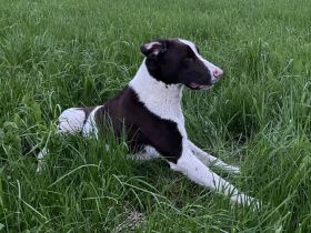 Max ein Pointer/BorderCollie Rüde