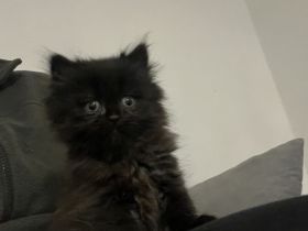 Britisch Langhaar kitten