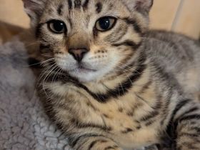 Unsere Kitten sind zum Auszug bereit