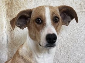 Ida, geb. ca. 05/2021, lebt in GRIECHENLAND, auf einer privaten Pflegestelle