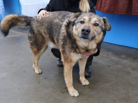 Tikaani sucht ein neues, liebevolles Zuhause