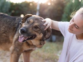 Tikaani sucht ein neues, liebevolles Zuhause
