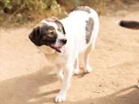 Mishka, außergewöhnlich herzliche Fellmädchen sucht ihr Traum-Zuhause!