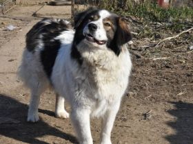 Mishka, außergewöhnlich herzliche Fellmädchen sucht ihr Traum-Zuhause!