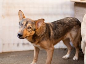 Biene, eine sensible Hündin in Schäferhundoptik