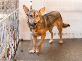 Biene, eine sensible Hündin in Schäferhundoptik