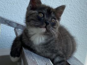 Wunderschöne Mix Kätzchen von BKH und EKH