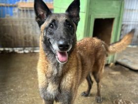 Malinois-Fans aufgepasst, hier kommt Maurice!