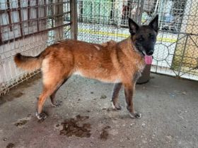 Malinois-Fans aufgepasst, hier kommt Maurice!