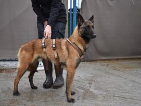 Malinois-Fans aufgepasst, hier kommt Maurice!