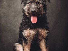 Salsa, große, immer fröhliche, anhängliche Gute-Laune-Hündin sucht schönes Zuhause