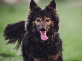 Stella, kleine, charakterstarke, anhängliche, agile Seniorin sucht schönes Zuhause