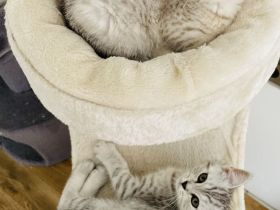 Babykatze bkh reinrassig