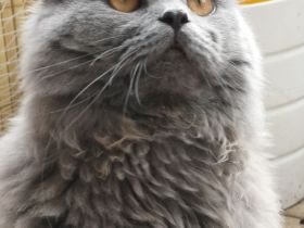 British Langhaar BLH Kater 9 Monate Blue zu verkaufen