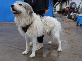 freundlicher Grappa wünscht sich eine eigene Familie