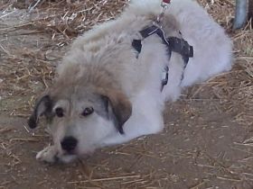 freundlicher Grappa wünscht sich eine eigene Familie