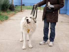 freundlicher Grappa wünscht sich eine eigene Familie