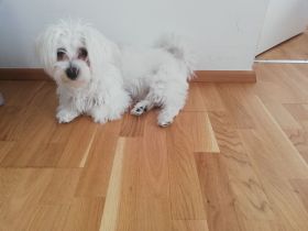 Malteser Hund