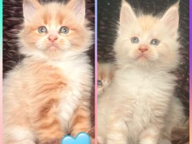 XXL Maine Coon Kitten Kater &  Katzen