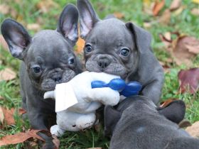 Wunderschöne französische Bulldoggen Welpen