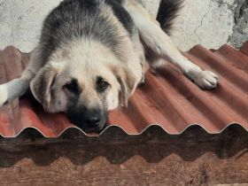 Farah möchte endlich ihr Glück finden