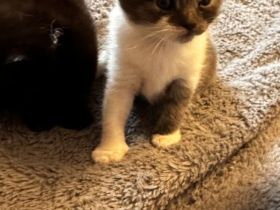 Reinrassige, Babykatzen BKH