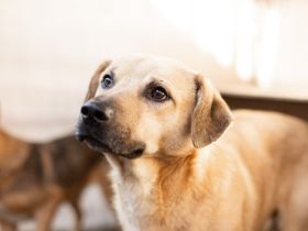 Unsicherer Louis sucht liebevolles Zuhause