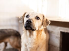 Unsicherer Louis sucht liebevolles Zuhause