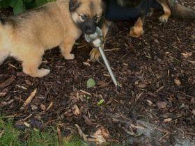 Schäfer-Harzerfuchs Welpen