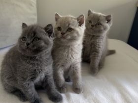 BKH Kitten zur Verkaufen!!!!!