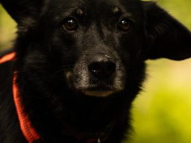 Lupita sucht ein verständnisvolles Zuhause