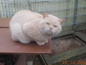 Britisch Kurzhaar Deckkater