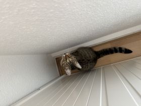 Europäische Kurzhaar