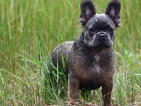 Französische Bulldogge Rüde Fluffy Langhaar blue sable