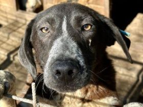 ROJO  ca.2-jähriger, verspielter, junger Rüde, hat Sehnsucht nach menschlicher Nähe,ca. 55 cm