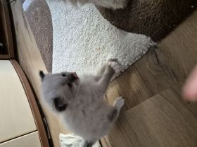 Mai Kitten ab Ende Juli zu verkaufen