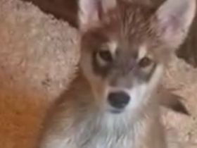 Alaskan Husky Malamut Welpen dürfen ausziehen