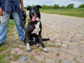 Ophelia sucht ihr Zuhause