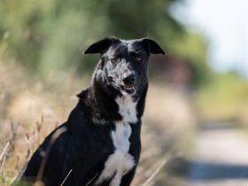 Ophelia sucht ihr Zuhause