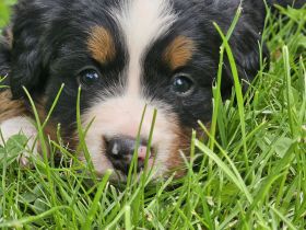 Bernersennen Welpen
