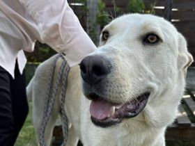 Möchtest du Gandalf zum Familienmitglied machen?