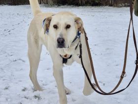 Möchtest du Gandalf zum Familienmitglied machen?