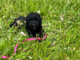 Toypudel - Zwergpudel Pudel Welpen