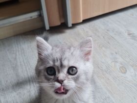 Reinrassige BKH Kitten