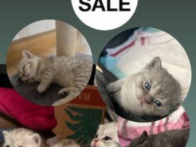 Britisch Kurzhaar Kitties suchen liebevolles Zuhause