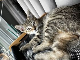 3 EKH Kitten suchen ein Zuhause