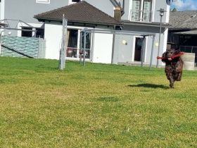 Hundepension im familiären Umfeld