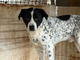 Blickfang Cookie sucht einen Platz als Einzelprinz!