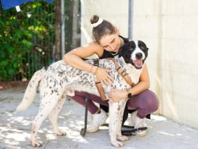 Blickfang Cookie sucht einen Platz als Einzelprinz!