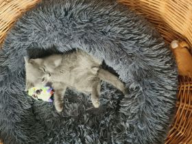 Katzenbabys BKH grau